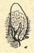 Fig. 12.<bSkjægflagermus.<bHøjre Øre set<bforfra. Naturlig<bStørrelse. Øjets<bog Mundvigens<bStilling<bmærkede. Fig. 12.<bSkjægflagermus.<bHøjre Øre set<bforfra. Naturlig<bStørrelse. Øjets<bog Mundvigens<bStilling<bmærkede.