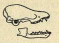 Fig. 13.<bVandflagermus.<bHovedskal.<bNaturlig Størrelse. Fig. 13.<bVandflagermus.<bHovedskal.<bNaturlig Størrelse.