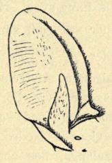 Fig. 14.<bLangøre. Højre Øre set<bforfra. Naturlig Størrelse.<bØjets og Mundvigens<bStilling mærkede.
