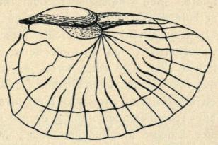 Fig. 1.<bHøjre Flyvevinge af Forf. auricularia. Fig. 1.<bHøjre Flyvevinge af Forf. auricularia.