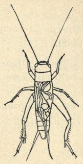 Fig. 39.<bGryllus domesticus ♂. Fig. 39.<bGryllus domesticus ♂.
