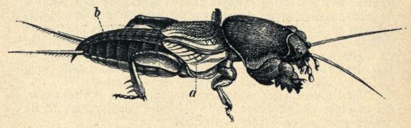 Fig. 40. Gryllotalpa vulgaris (Efter Roesel),<ba Dækvinge, b Flyvevingernes sammenfoldede Spidser. Fig. 40. Gryllotalpa vulgaris (Efter Roesel),<ba Dækvinge, b Flyvevingernes sammenfoldede Spidser.