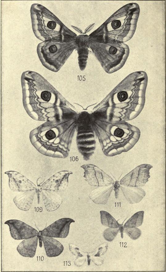 105. Saturnia pavonia ♂. 106. ♀. 109. Drepana falcataria.<b110. D. curvatula. 111. D. lacertinaria. 112. D. cultraria. 113. Cilix glaucata.