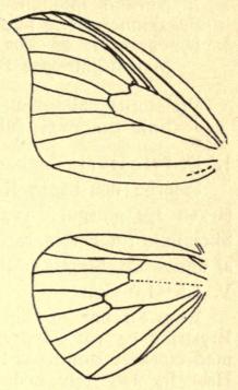 Fig. 108. Ribbernes Forløb i Vingerne hos Drepana falcataria. (Efter Meyrick).