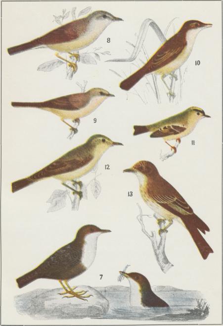 7.  Strömstare<bCinclus cinclus<b1/3 storl.<b8.  Trädgårdssångare<bSylvia salicaria<bl/2 storl.<b9.  Ärtsångare<bSylvia curruca<b1/2 storl.<b10.  Säfsångare<bCalamoherpe schoenobenus<b1/2 storl.<b11. Kungsfågel<bRegulus regulus<b1/2 storl.<b12.  Bastardnäktergal<bHippolais hippolais<b1/2 storl.<b13.  Grå flugsnappare<bMuscicapa ficedula<b1/2 storl.
