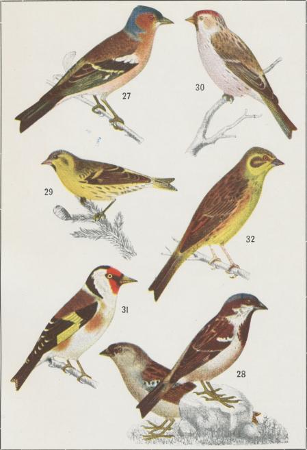 27.  Bofink<bFriiigilla coelebs<b1/2 storl.<b<b28.  Gråsparf<bPasser domesticus<b1/2 storl.<b<b29.   Grönsiska<bAcanthis spinus<b1/2 storl.<b<b30.   Gråsiska<bAcanthis linaria<b1/2 storl.<b<b31.   Steglitsä<bAcanthis carduelis<b1/2 storl.<b<b32.   Gulsparf<bEmberiza citrinella<b1/2 storl.
