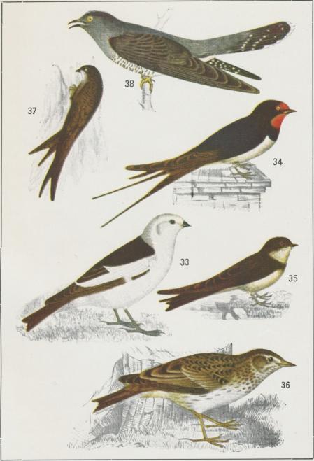 33.  Snösparf<bPlectrophanes nivalis<b1/2 storl.<b<b34.  Ladusvala<bHirundo rustica<b1/2 storl.<b<b35.  Strandsvala<bCotyle riparia<b1/2 storl.<b<b36.   Sånglärka<bAlauda arvensis<b1/2 storl.<b<b37.   Tornsvala<bCypselus apus<b1/4 storl.<b<b38.    Gök<bCuculus canorus<b1/4 storl.
