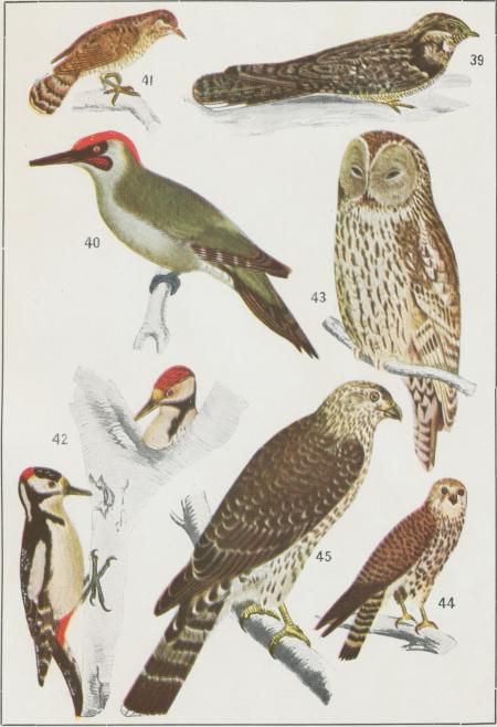 39.  Nattskärra<bCaprimulgus europæus<b]/4 storl.<b<b40.  Gröngöling<bGesinus viridis<b1/4 storl.<b<b41.  Göktyta<bIynx torquilla<b1/4 storl.<b<b42.  Större hackspett<bPicus major<b1/4 storl.<b<b43.   Kattuggla<bStrix aluco<b1/5 storl.<b44.   Tornfalk<bFalco tinnunculus<b1/4 storl.<b<b45.   Dufhök<bAstur palumbarius<b1/6 storl.