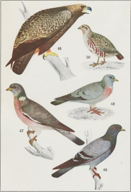 46.  Kungsörn<bAqvila chrysaëtus<b1/9 storl.<b<b47.  Ringdufva<bColumba palumbus<b1/5 storl.<b<b48.  Skogsdufva<bColumba oenas<b1/5 storl.<b<b49.  Klippdufva<bColumba livia<b1/5 storl.<b<b50.  Rapphöna<bPerdix perdix<b1/6 storl.