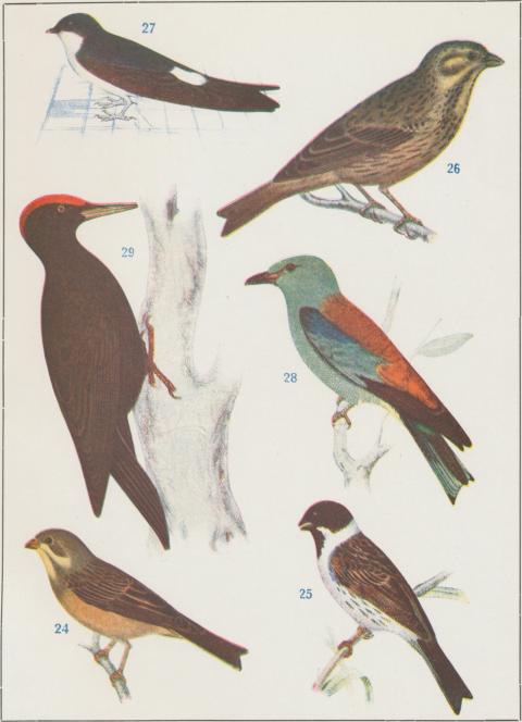 24.  Ortolansparf<bEmberiza hortulana<b1/2 storl.<b<b25.  Säfsparf<bEmberiza schoeniclus<b1/2 storl.<b<b26.  Kornsparf<bEmberiza miliaria<bl/2 storl.<b<b27.  Hussvala<bChelidon urbica<b1/2 storl.<b<b28.  Blåkråka<bCoracias garrula<b1/4 storl.<b<b29.  Spillkråka<bDryocopus martius<b1/4 storl.