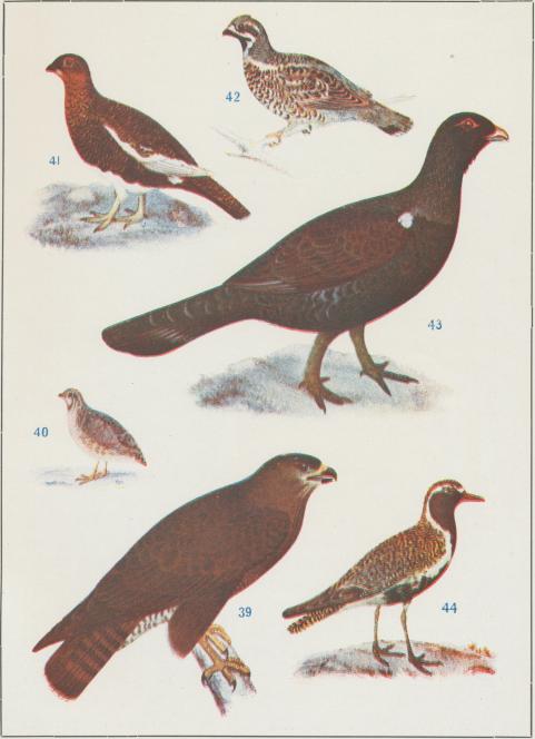 39.  Ormvråk<bButeo buteo<b1/6 storl.<b<b40.  Vaktel<bCoturnix cotunix<b1/6 storl.<b<b41.  Dalripa<bLagopus lagopus<b1/6 storl.<b<b42.  Järpe<bTetrastes bonasia<b1/6 storl.<b<b43.  Tjäder<bTetrao urogallus<b1/8 storl<b<b44.  Ljungpipare<bCharadrius apricarius<b]/5 storl.