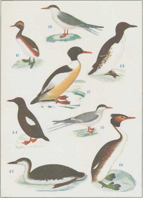 57.  Storskrake<bMergus merganser<b1/8 storl.<b<b58.  Fisktärna<bSterna hirundo<b1/6 storl.<b<b59.  Rödnäbbad tärna<bSterna macrura<b1/6 storl.<b<b60.  Skäggdopping<bPodiceps cristatus<b1/6 storl.<b<b61.  Svarthalsade doppingen<bPodiceps nigricollis<b1/6 storl.<b<b62.  Storlom<bColymbus arcticus<b1/8 storl<b<b63.  Sillgrissla<bUria troile<b1/6 storl.<b<b64.  Tobisgrissla<b<span class=