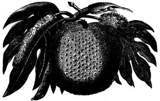 Fig. 4. Brödfrukten. Fig. 4. Brödfrukten.