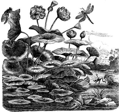 Lotusväxten. (Sid. 295.)