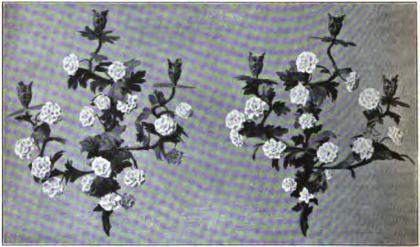 Fig. 17. Ljusarmar<bfrån 1700-talets midt. H. 52 cm. N. M. 106,229. Fig. 17. Ljusarmar<bfrån 1700-talets midt. H. 52 cm. N. M. 106,229.