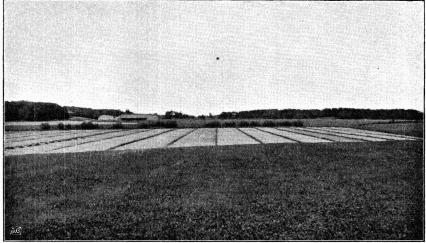 Fig. 3. Storegården Rackeby. Träda med tillrättade tegar. Fig. 3. Storegården Rackeby. Träda med tillrättade tegar.