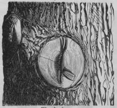 Fig. 9.<bTionde året.<bÖfvervuxet qvistsår.