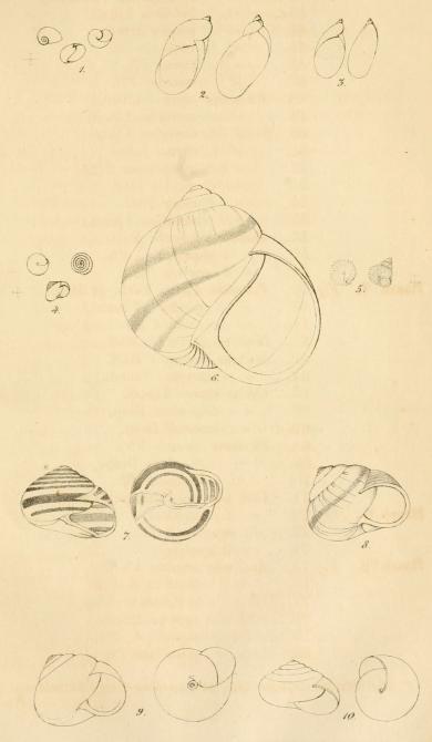 <smalIll. S. Falkman. del.                        F. Liewendal. lith. & impr.</smal