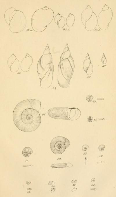 <smalIll. S. Falkman. del.                        F. Liewendal. lith. & impr.</smal