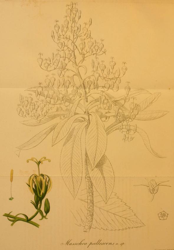 <smalIll. M. von Wright ad vivam pinx.                                F. Liewendal lith. u. impr.</smal<b<biMusschea pallescens n. sp.</bi