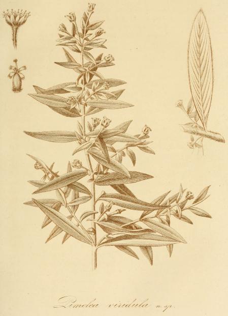 Pimelea viridula n. sp.