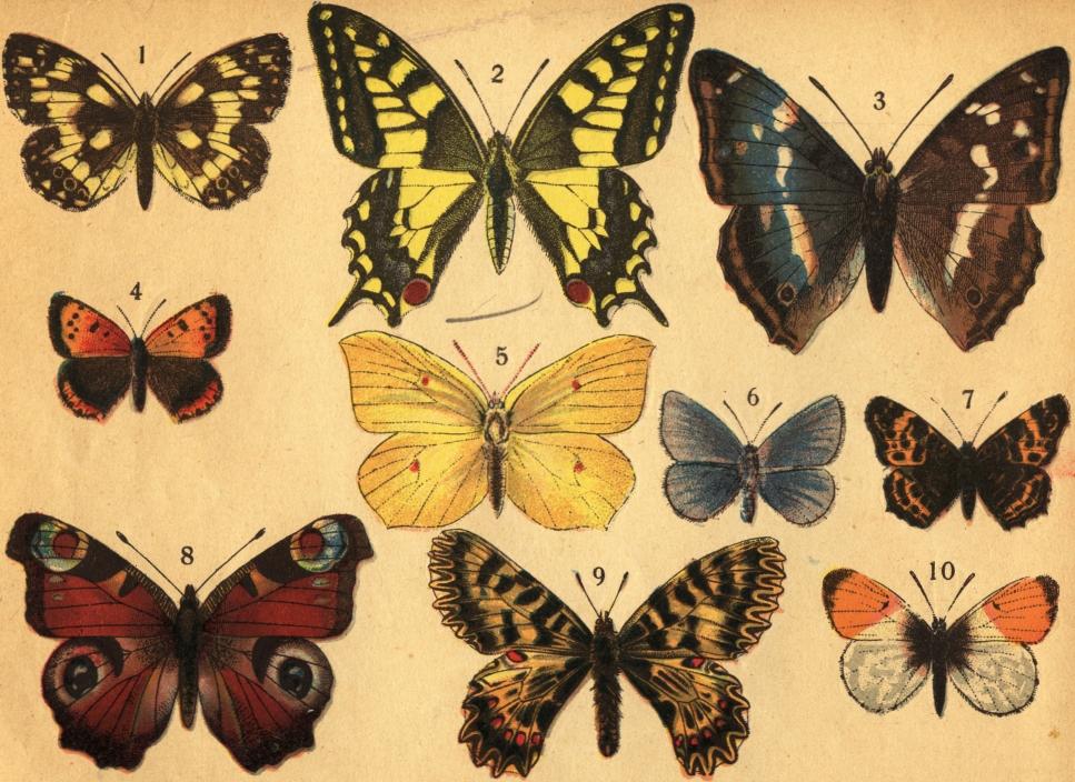 Tafl. I.<b<b1. Brädspel (Melanargia Galathea L.). 2. Machaonfjäril (Papilio Machaon L.). 3. Stora skimmerfjäriln (Apatura Iris L.). <b4. Lilla guldvingen (Polymmatus Phlæas L.). 5. Citron- eller tostefjäriln (Rhodocera rhamni L.). 6. Puktörne-blåvingen (Lycæna <bIcarus Rott.). 7. Kartfjäriln (Vanessa Levana L.). 8. Jungfrun (Vanessa Io L.). 9. Hållrotsfjäriln (Thais polyxena Schiff.).<b10. Aurorafjäriln (Anthocaris cardamines L.).