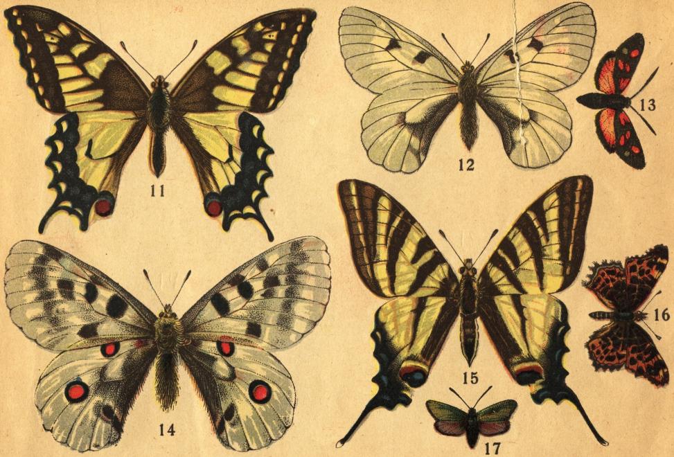 Tafl. II.<b<b11. Machaonfjäriln (Papilio Machaon L.). 12. Mnemosynefjäriln (Parnassius Mnemosyne L.). 13.  Allmänna  bastardsvärmaren<b(Anthrocera filipendulæ L.). 14. Alp-Apollofjäriln (Parnassius Delius Esp.). 15. Podaliriusfjäriln (Papilio Podalirius L.).<b16. Kartfjäriln (Vanessa Levana L.). 17. Allmänna metallvingesvärmaren (Procris statices L.).
