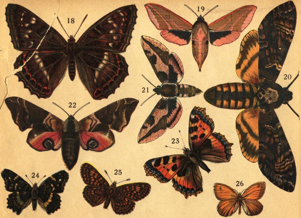  Tafl. III.<b<b18. Stora skimmerfjäriln (Apatura Iris L.). 19. Allmänna snabelsvärmaren (Deilephila Elpenor L.). 20. Dödskalle-svärmaren<b(Acherontia Atropos L.). 21. Hvitsprötade skymningssvärmaren (Deilephila Euphorbiæ L.). 22. Videnattsvärmaren (Smerinthus<bocellata L.).   23. Nässelfjäriln (Vanessa urticæ L.). 24. Kartfjäriln (Vanessa Prorsa L.). 25. Cynthiafjäriln (Melitæa Cynthia Hübn.).<b26. Starrgräsfjäriln (Coenonympha Tiphon Rott.).