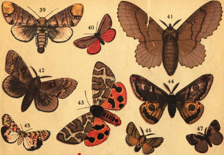 Tafl. V.<b<b39. Oxhufvudspinnaren (Phalera bucephala L.). 40. Karminspinnaren (Euchelia jacobeæ L.).  41. Rostfärgade bladspinnaren (Lasiocampa<bquercifolia L.). 42. Tallspinnaren (Lasiocampa pini L.). 43. Randiga igelkottspinnaren(Arctia caja L.). 44. Lilla påfågelspinnaren<b(Saturnia pavonia L.). 45. Kattunspinnaren (Utetheisa pulchella L.). 46. Trädgårds-ringspinnaren (Clisiocampa neustria L.).<b47. Streckade fjädertofsspinnaren (Orgyia antiqua L.).