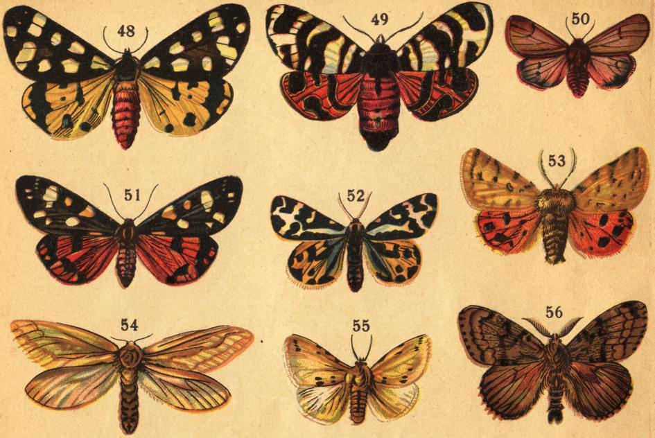 Tafl. VI.<b<b48. Fläckiga igelkottspinnaren (Arctia villica L.). 49. Sandigelkottspinnaren (Arctia Hebe L.). 50. Rostvingen (Phragmatobia<bfuliginosa L.). 51. Glansspinnaren (Callimorpha dominula L.). 52. Lilla igelkottspinnaren (Arctia Plantaginis L.). 53. Citrongula <bigelkottspinnaren (Arctia purpurata L.). 54. Humlerotätaren (Hepialus Humuli L.). 55. Gula tigerspinnaren (Spilosoma<blubricipeda L.). 56. Trädgårdsnunnan (Ocneria dispar L.). Tafl. VI.<b<b48. Fläckiga igelkottspinnaren (Arctia villica L.). 49. Sandigelkottspinnaren (Arctia Hebe L.). 50. Rostvingen (Phragmatobia<bfuliginosa L.). 51. Glansspinnaren (Callimorpha dominula L.). 52. Lilla igelkottspinnaren (Arctia Plantaginis L.). 53. Citrongula <bigelkottspinnaren (Arctia purpurata L.). 54. Humlerotätaren (Hepialus Humuli L.). 55. Gula tigerspinnaren (Spilosoma<blubricipeda L.). 56. Trädgårdsnunnan (Ocneria dispar L.).