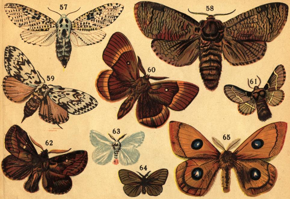 Tafl. VII.<b<b57. Blåfläckiga träd-ödaren (Zeuzera pyrina L.). 58. Allmänna träd-ödaren (Cossus ligniperda Fabr.). 59. Nunnan (Lymantria (Psilura)<bmonacha L.).  60. Ekspinnaren (Gastropacha quercus L.). 61. Poppelspinnaren (Poecilocampa populi L.). 62. Gräselefanten (Lasiocampa<bpotatoria L.). 63. Äpplerödgumpen (Euproctis [Porthesia] chrysorrhea L.). 64. Säckspinnaren (Psyche graminella Schiff.).<b65. Nagelspinnaren (Aglia tau L.).