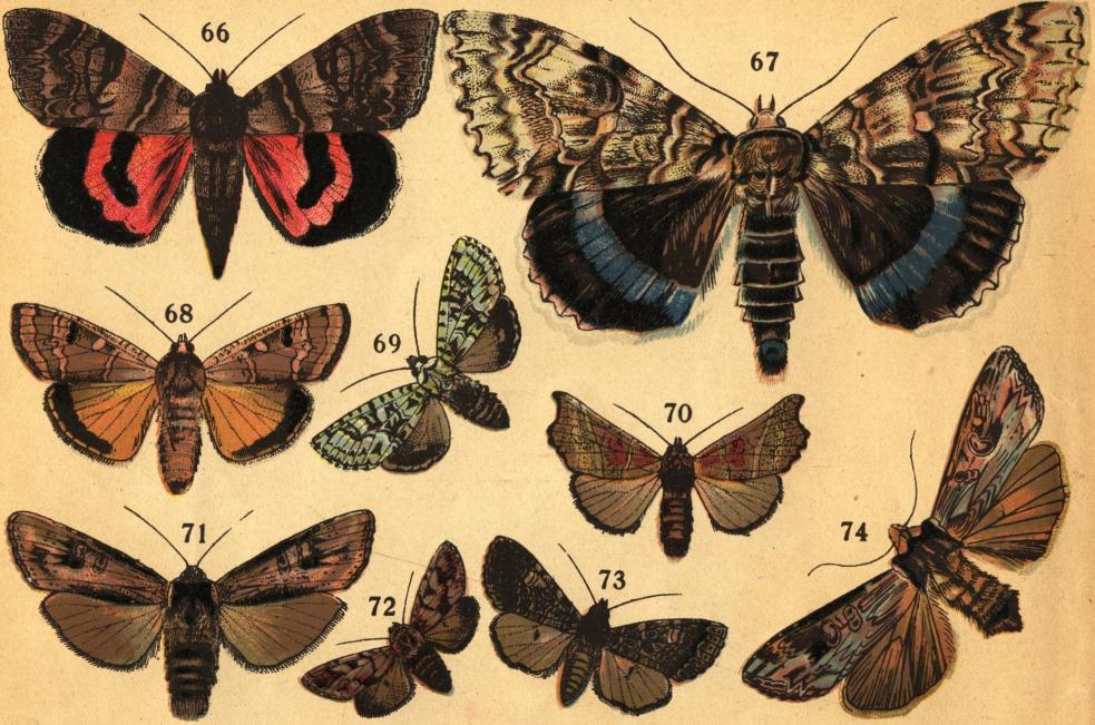 Tafl. VIII.<b<b66. Vinkelbandade ordensflyet (Catocala nupta L.). 67. Blåbandade ordensflyet (Catocala fraxini L.). 68. Stora jordflyet (Agrotis pronuba L.).<b69. Gröna tjockbensflyet (Dichonia aprilina L.). 70. Violettbruna flikflyet (Scoliopteryx libatrix L.). 71. Stora mantelflyet (Calocampa<bexoleta L.). 72. Tallflyet (Panolis piniperda Panz.). 73. Hvitfläckiga trädgårdsflyet (Mamestra persicariæ L.).<b74. Fläckade linariaflyet (Calophasia lunula Hufn.). Tafl. VIII.<b<b66. Vinkelbandade ordensflyet (Catocala nupta L.). 67. Blåbandade ordensflyet (Catocala fraxini L.). 68. Stora jordflyet (Agrotis pronuba L.).<b69. Gröna tjockbensflyet (Dichonia aprilina L.). 70. Violettbruna flikflyet (Scoliopteryx libatrix L.). 71. Stora mantelflyet (Calocampa<bexoleta L.). 72. Tallflyet (Panolis piniperda Panz.). 73. Hvitfläckiga trädgårdsflyet (Mamestra persicariæ L.).<b74. Fläckade linariaflyet (Calophasia lunula Hufn.).