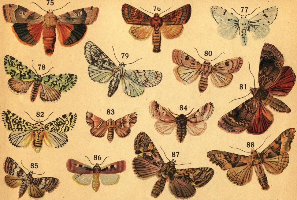 Tafl. IX.<b<b75. Bredbandade jordflyet (Agrotis fimbria L.). 76. Kardborrflyet (Gortyna ochracea Hübn). 77. Hvita aftonflygaren (Acronycta leporina L.).<b78. Orionspinnaren (Moma Orion Esp.). 79. Lönnaftonflygaren (Acronycta aceris L.). 80. Åkerjordflyet (Agrotis exclamationis L.).<b81. Stora buskflyet (Amphipyra pyramidea L.). 82. Gäcken (Diphthera ludifica L.). 83. Rigelflyet (Clidia geographia Fabr.). 84. Blåhufvan<b(Diloba coeruleocephala L.). 85. Hvitbandade nejlikeflyet (Dianthoecia compta Fabr.). 86. Lilla jordflyet (Agrotis plecta L.).<b87. Vanliga mållflyet (Trachea atriplicis L.). 88. Tandflyet (Brotolomia meticulosa L.). Tafl. IX.<b<b75. Bredbandade jordflyet (Agrotis fimbria L.). 76. Kardborrflyet (Gortyna ochracea Hübn). 77. Hvita aftonflygaren (Acronycta leporina L.).<b78. Orionspinnaren (Moma Orion Esp.). 79. Lönnaftonflygaren (Acronycta aceris L.). 80. Åkerjordflyet (Agrotis exclamationis L.).<b81. Stora buskflyet (Amphipyra pyramidea L.). 82. Gäcken (Diphthera ludifica L.). 83. Rigelflyet (Clidia geographia Fabr.). 84. Blåhufvan<b(Diloba coeruleocephala L.). 85. Hvitbandade nejlikeflyet (Dianthoecia compta Fabr.). 86. Lilla jordflyet (Agrotis plecta L.).<b87. Vanliga mållflyet (Trachea atriplicis L.). 88. Tandflyet (Brotolomia meticulosa L.).
