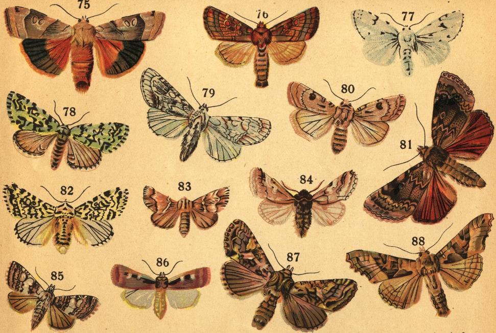 Tafl. IX.<b<b75. Bredbandade jordflyet (Agrotis fimbria L.). 76. Kardborrflyet (Gortyna ochracea Hübn). 77. Hvita aftonflygaren (Acronycta leporina L.).<b78. Orionspinnaren (Moma Orion Esp.). 79. Lönnaftonflygaren (Acronycta aceris L.). 80. Åkerjordflyet (Agrotis exclamationis L.).<b81. Stora buskflyet (Amphipyra pyramidea L.). 82. Gäcken (Diphthera ludifica L.). 83. Rigelflyet (Clidia geographia Fabr.). 84. Blåhufvan<b(Diloba coeruleocephala L.). 85. Hvitbandade nejlikeflyet (Dianthoecia compta Fabr.). 86. Lilla jordflyet (Agrotis plecta L.).<b87. Vanliga mållflyet (Trachea atriplicis L.). 88. Tandflyet (Brotolomia meticulosa L.). 