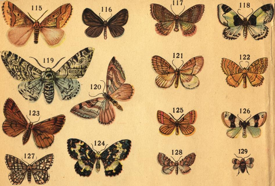 Tafl. XII.<b<b115. Allmänna Frostmätaren (Hybernia defoliaria Clerck). 116. Allmänna sotmätaren (Odezia atrata L.). 117. Vågiga tofsmätaren<b(Eucosmia undulata L.). 118. Hvitvingade hallonmätaren (Mesoleuca albicillata L.). 119. Allmänna björkmätaren (Amphidasis betularius<bL.). 120. Johannisört-taggmätaren (Anaitis plagiata L.). 121. Fruktträds-snömätaren (Cheimatobia brumata L.). 122. Hvitstreckade <bgulvingemätaren (Camptogramma bilineata L.). 123. Tallmätaren (Bupalus piniarius L.). 124. Hvitbandade fältmätaren (Cidaria hastata L.).<b125. Vanliga purpurmätaren (Lythria purpuraria L.). 126. Ögonfläckade fältmätaren (Cidaria ocellata L.). 127. Rutiga buskmätaren (Halia<bclathrata L.). 128. Svartstreckade malmätaren (Eupithecia venosata Fabr.). 129. Fruktträds-snömätaren (Cheimatobia brumata L. ♀). Tafl. XII.<b<b115. Allmänna Frostmätaren (Hybernia defoliaria Clerck). 116. Allmänna sotmätaren (Odezia atrata L.). 117. Vågiga tofsmätaren<b(Eucosmia undulata L.). 118. Hvitvingade hallonmätaren (Mesoleuca albicillata L.). 119. Allmänna björkmätaren (Amphidasis betularius<bL.). 120. Johannisört-taggmätaren (Anaitis plagiata L.). 121. Fruktträds-snömätaren (Cheimatobia brumata L.). 122. Hvitstreckade <bgulvingemätaren (Camptogramma bilineata L.). 123. Tallmätaren (Bupalus piniarius L.). 124. Hvitbandade fältmätaren (Cidaria hastata L.).<b125. Vanliga purpurmätaren (Lythria purpuraria L.). 126. Ögonfläckade fältmätaren (Cidaria ocellata L.). 127. Rutiga buskmätaren (Halia<bclathrata L.). 128. Svartstreckade malmätaren (Eupithecia venosata Fabr.). 129. Fruktträds-snömätaren (Cheimatobia brumata L. ♀).