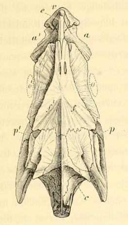 Fig. 7. Torsk<b(Gadus Callarias).