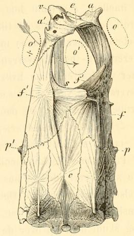 Fig. 8. Rødspætte<b(Peuronectes platessa).