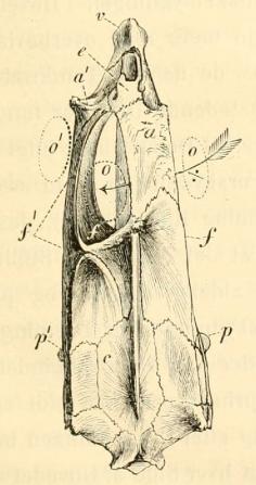 Fig. 9. Pighvarre<b(Rhomb. maximus).