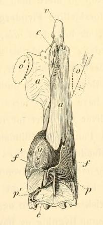 Fig. 10. Argushvarre<b(Rhomb. longimanus).