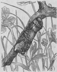 Bild 3. En nattfjäril (Pygsera<bbucephala) sittande på<bundersidan af en gren, och sjelf<bliknande i denna ställning en<bafbruten gren.    Nat. st.
