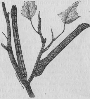 Bild 4. Två larver  af en malfjäril (Geometra betularia) i hvilande<bställningar, styft utsträckta såsom pinnar, med hvilka de hafva en<bunderbar likhet. Nat. st.