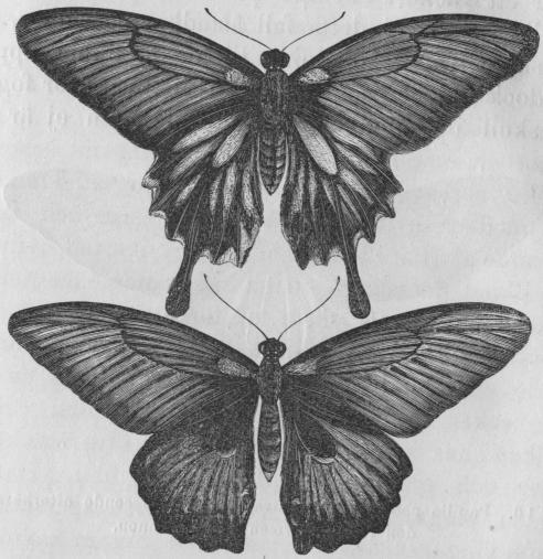 Bild 9. Tvänne exemplar af en fjärilart (Papilio Memnon) från Sumatra.<bDet undre visar den form, som hanarne alltid och en del af honorna ega;<bdet öfre återger däremot utseendet hos de öfriga honorna, hvilka äro<b»förklädda» till likhet med Papilio coon (se bild 10).