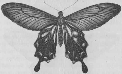 Bild 10. Papilio coon från Sumatra, till sitt utseende efterhärmad  af<bden ena honformen af P. memnon.