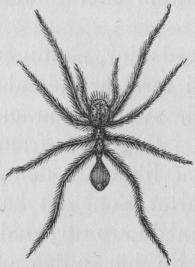 Bild 11. Brasiliansk<bmyrspindel (Myrmecia)<bliknande  en myra.  Nat. st.