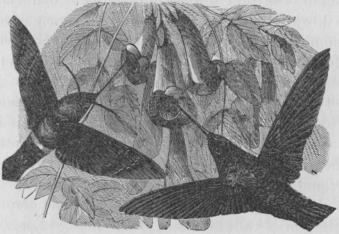 Bild 12.  En aftonfjäril och en kolibrifogel, som i hög grad likna<bhvarandra.
