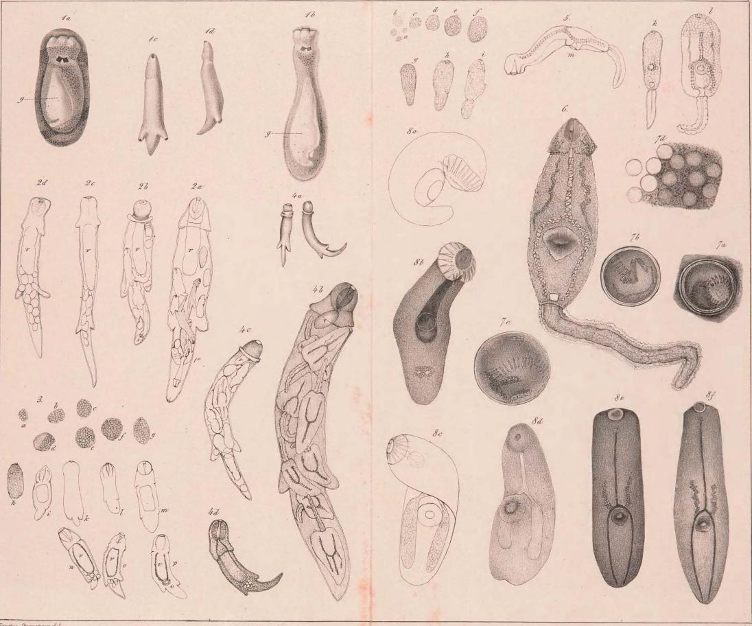 Japetus Steenstrup del.                        Em. Bærentzen & Co lith Inst.