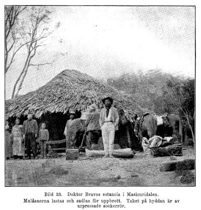 Bild 33. Doktor Bravos estancia i Masicuridalen.<bMulåsnorna lastas och sadlas för uppbrott. Taket på hyddan är av urpressade sockerrör.