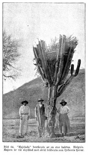 Bild 64. "Majslada" bestående av en stor kaktus. Holguin.<bMajsen är väl skyddad mot såväl tvåbenta som fyrbenta tjuvar.