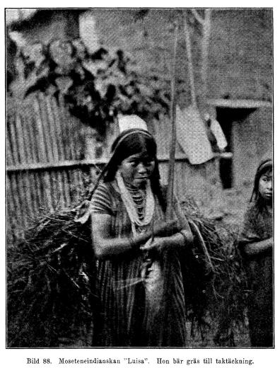 Bild 88. Moseteneindianskan "Luisa". Hon bär gräs till taktäckning.