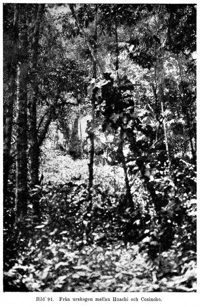 Bild 91. Från urskogen mellan Huachi och Cosincho.